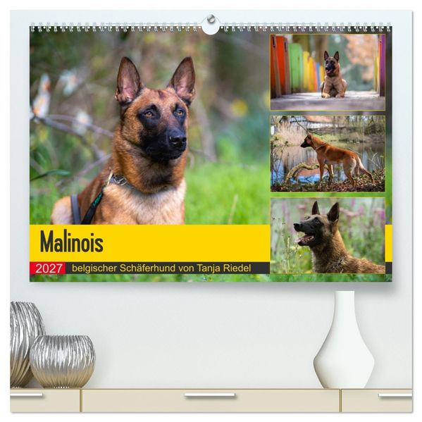 Malinois - belgischer Schäferhund (hochwertiger Premium Wandkalender 2027 DIN A2 quer) Kunstdruck in Hochglanz