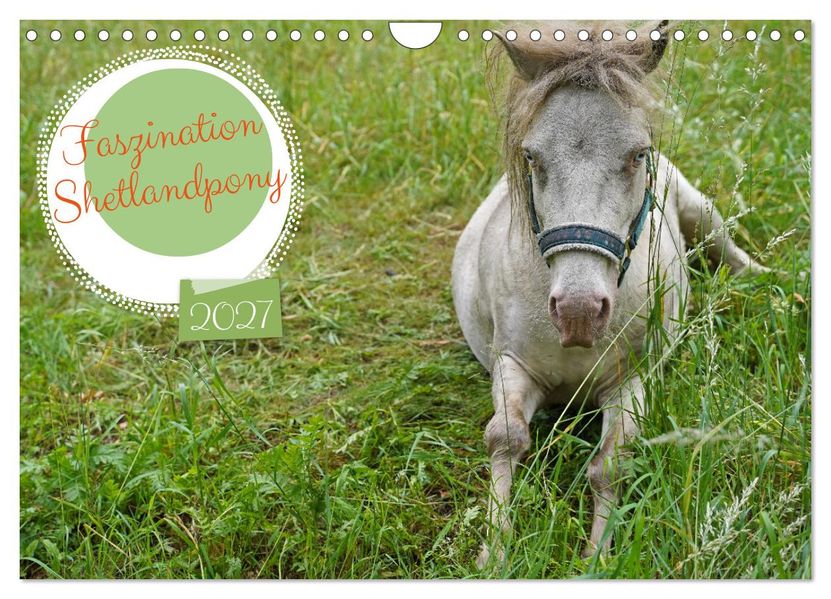 Faszination Shetlandpony (Wandkalender 2027 DIN A4 quer) CALVENDO Monatskalender