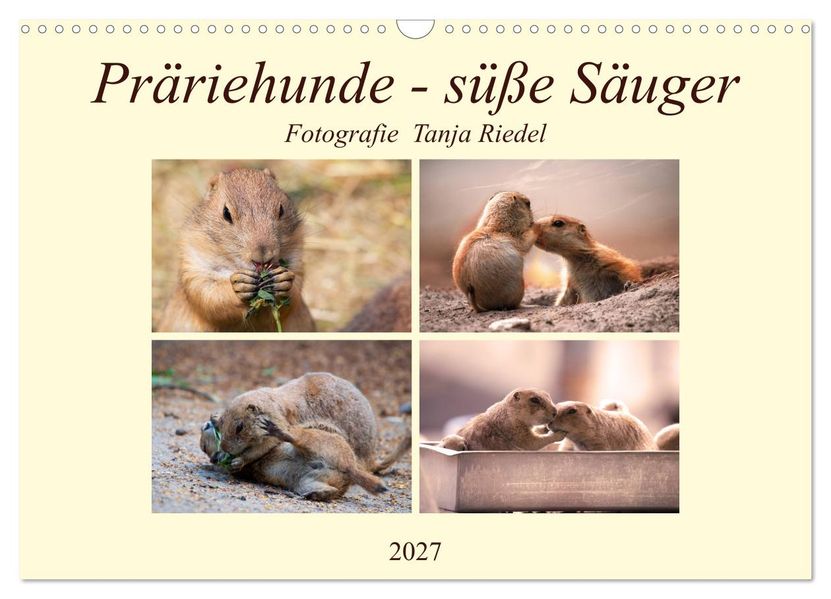 Präriehunde - süße Säuger (Wandkalender 2027 DIN A3 quer) CALVENDO Monatskalender