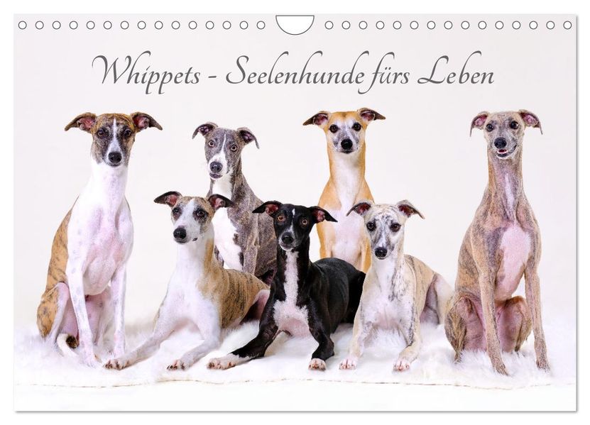 Whippets - Seelenhunde fürs Leben (Wandkalender 2027 DIN A4 quer) CALVENDO Monatskalender
