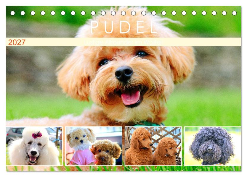Pudel. Lustige Allrounder im Wollfell (Tischkalender 2027 DIN A5 quer) CALVENDO Monatskalender