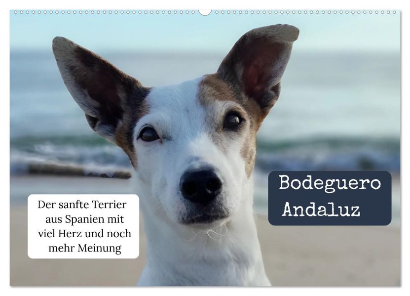 Ratonero Bodeguero Andaluz (Wandkalender 2027 DIN A2 quer) CALVENDO Monatskalender