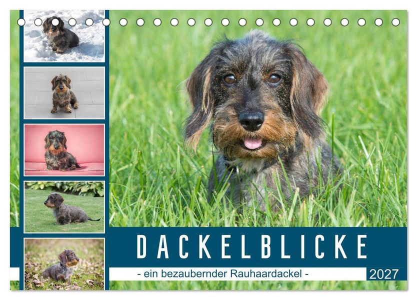 Dackelblicke - ein bezaubernder Rauhaardackel (Tischkalender 2027 DIN A5 quer) CALVENDO Monatskalender