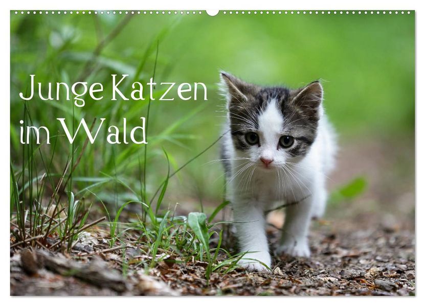 Junge Katzen im Wald (Wandkalender 2027 DIN A2 quer) CALVENDO Monatskalender