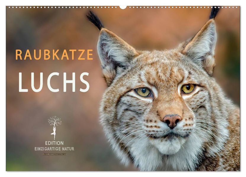 Raubkatze Luchs (Wandkalender 2027 DIN A2 quer) CALVENDO Monatskalender