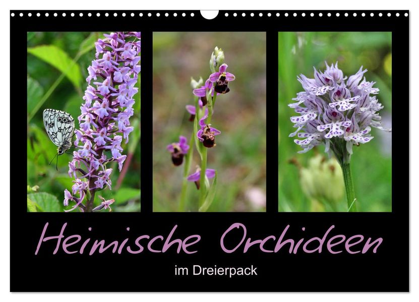 Heimische Orchideen im Dreierpack (Wandkalender 2027 DIN A3 quer) CALVENDO Monatskalender
