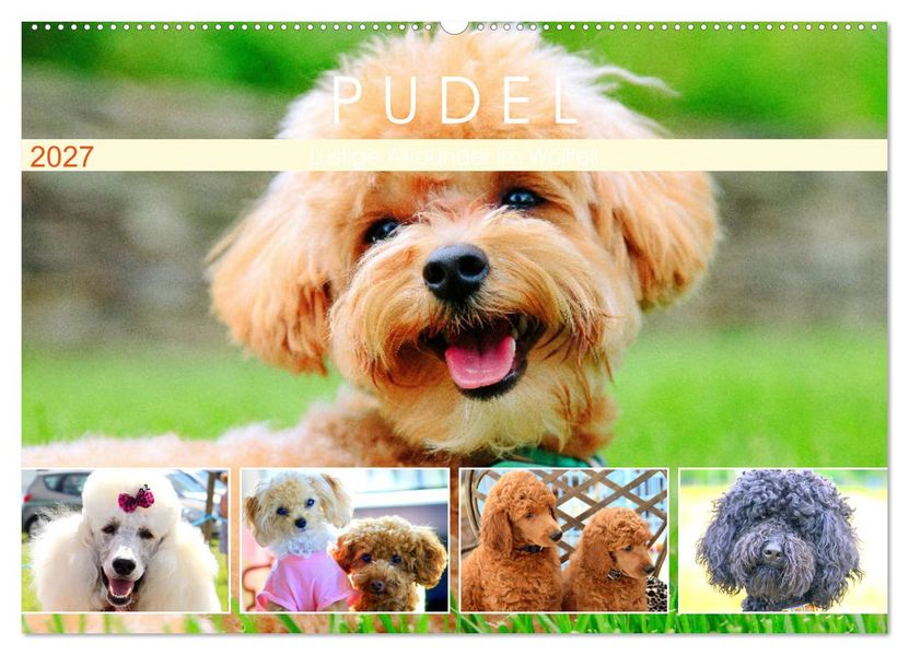 Pudel. Lustige Allrounder im Wollfell (Wandkalender 2027 DIN A2 quer) CALVENDO Monatskalender