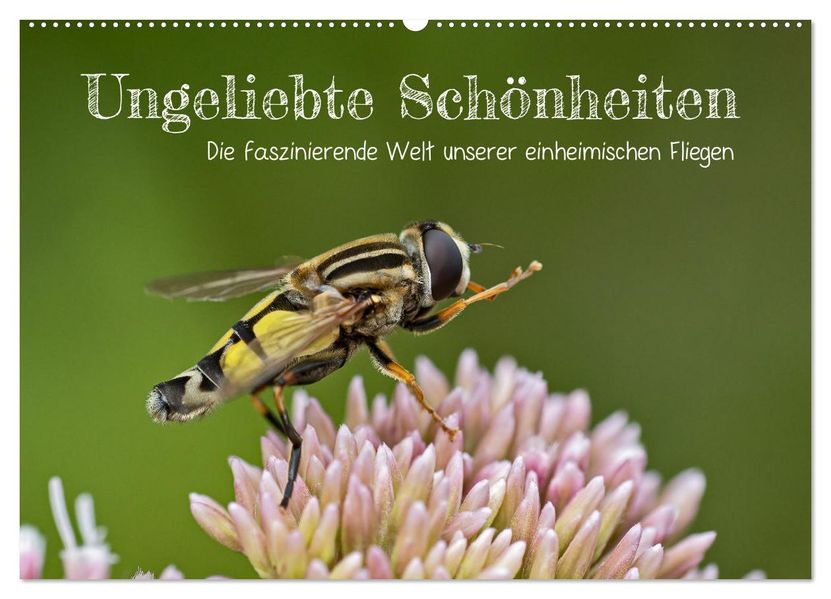 Ungeliebte Schönheiten - die faszinierende Welt unserer heimischen Fliegen (Wandkalender 2027 DIN A2 quer) CALVENDO Monatskalender