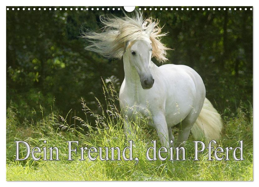 Dein Freund dein Pferd (Wandkalender 2027 DIN A3 quer) CALVENDO Monatskalender