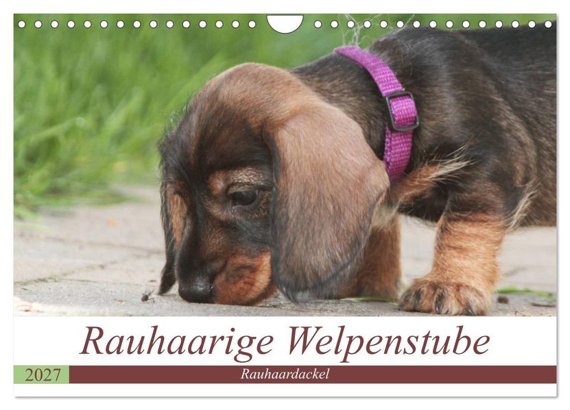 Rauhaarige Welpenstube (Wandkalender 2027 DIN A4 quer) CALVENDO Monatskalender