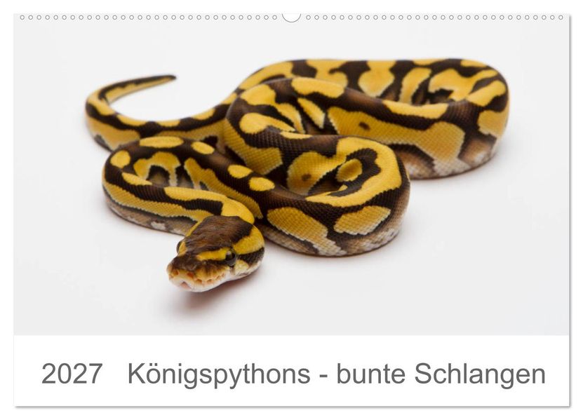 Königspythons - bunte Schlangen (Wandkalender 2027 DIN A2 quer) CALVENDO Monatskalender