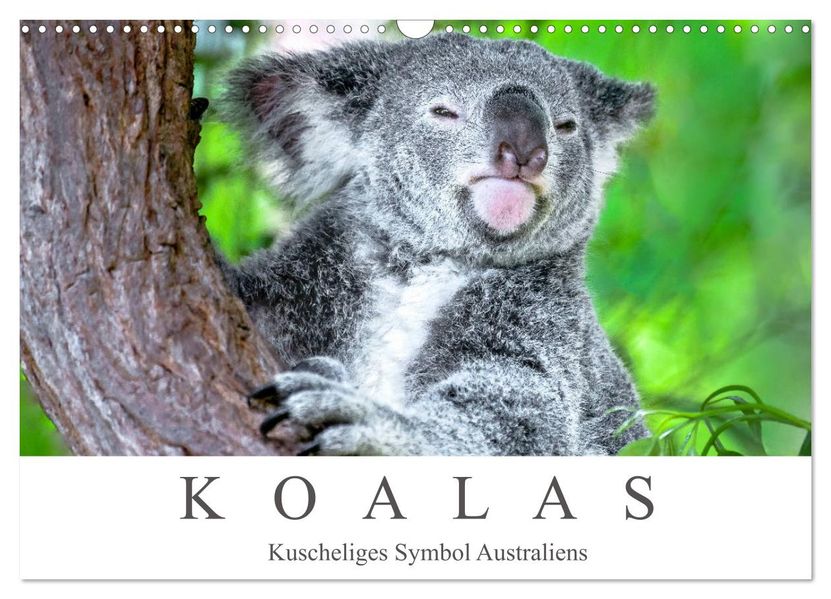 Koalas - Kuscheliges Symbol Australiens (Wandkalender 2027 DIN A3 quer) CALVENDO Monatskalender
