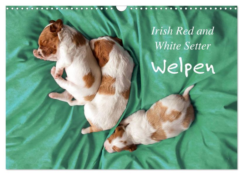 Irish Red and White Setter Welpen (Wandkalender 2027 DIN A3 quer) CALVENDO Monatskalender