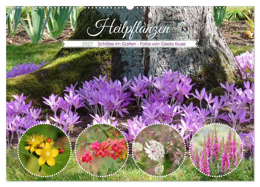 Heilpflanzen - Schätze im Garten (Wandkalender 2027 DIN A2 quer) CALVENDO Monatskalender