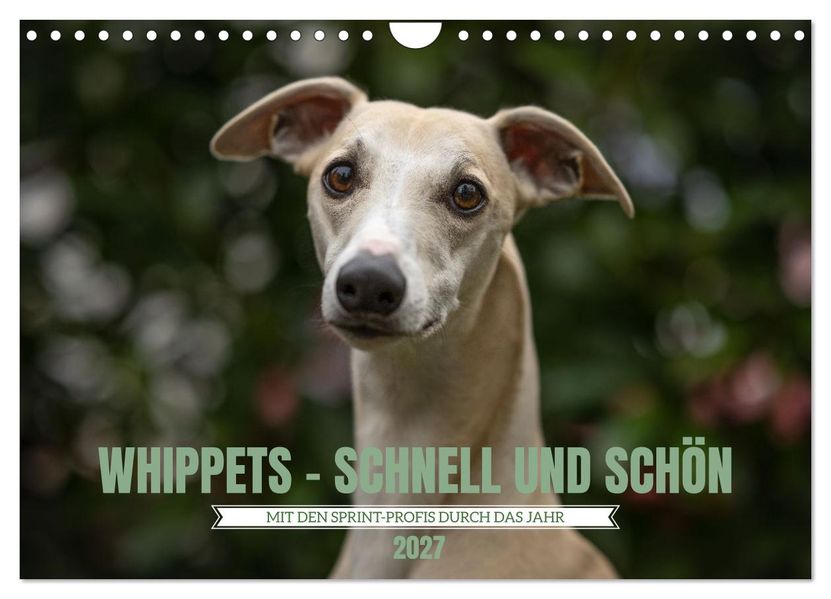 WHIPPETS - SCHNELL UND SCHÖN (Wandkalender 2027 DIN A4 quer) CALVENDO Monatskalender