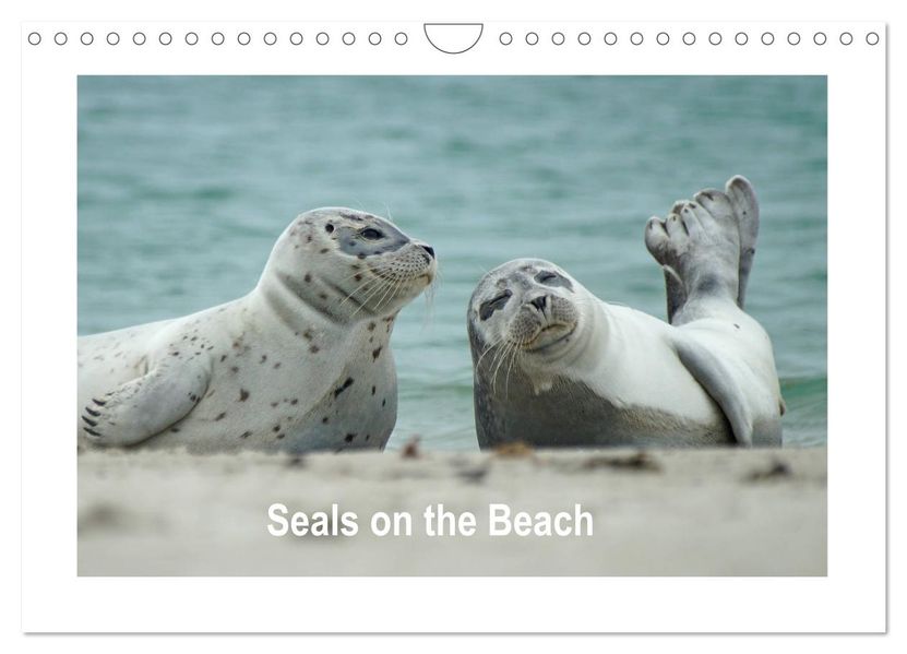 Seals on the Beach (Wall Calendar 2027 DIN A4 landscape) CALVENDO 12 Month Wall Calendar