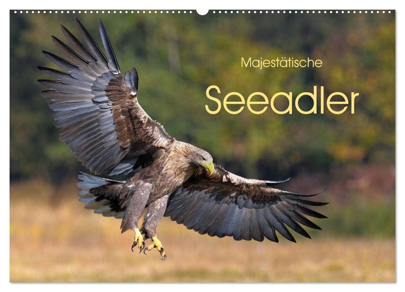 Majestätische Seeadler (Wandkalender 2027 DIN A2 quer) CALVENDO Monatskalender