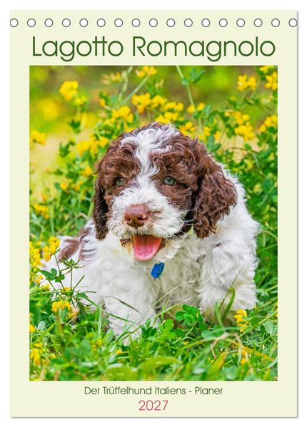 Lagotto Romagnolo - Der Trüffelhund Italiens - Planer (Tischkalender 2027 DIN A5 hoch) CALVENDO Monatskalender