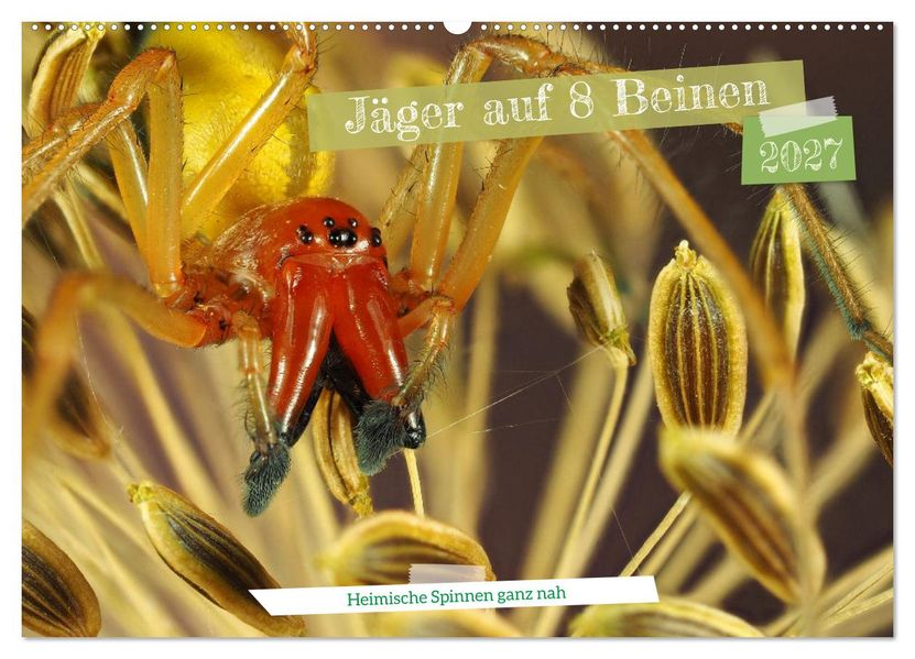 Jäger auf acht Beinen (Wandkalender 2027 DIN A2 quer) CALVENDO Monatskalender