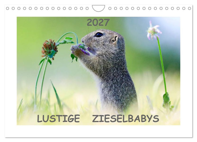Lustige Zieselbabys (Wandkalender 2027 DIN A4 quer) CALVENDO Monatskalender
