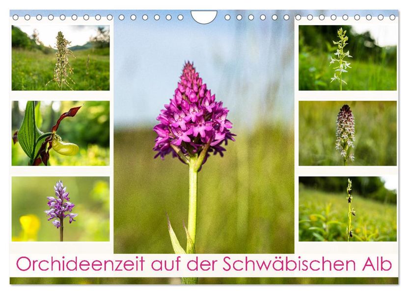 Orchideenzeit auf der Schwäbischen Alb (Wandkalender 2027 DIN A4 quer) CALVENDO Monatskalender
