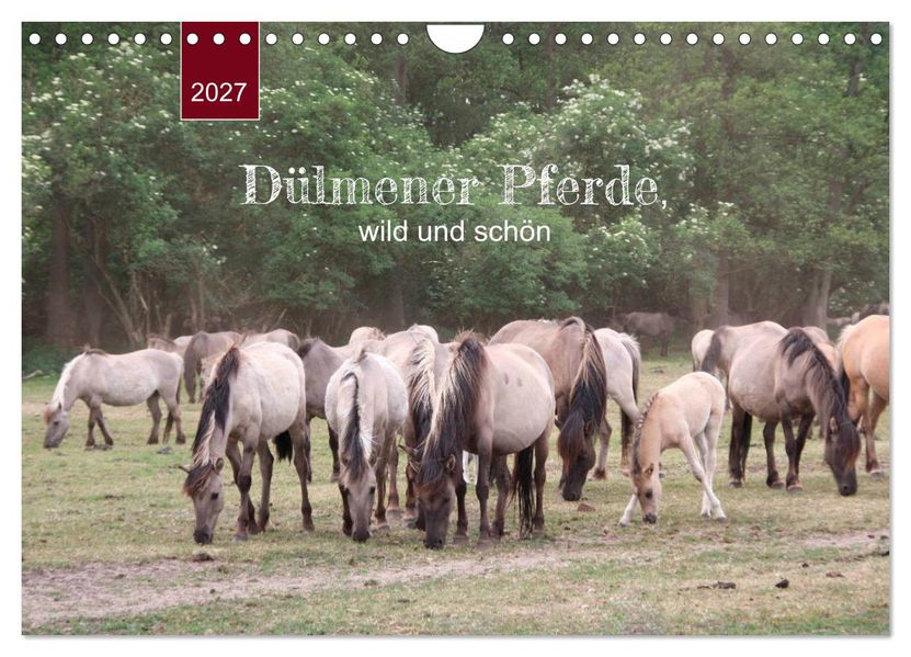 Dülmener Pferde wild und schön (Wandkalender 2027 DIN A4 quer) CALVENDO Monatskalender