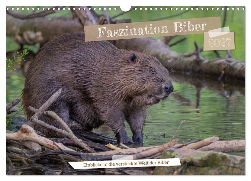 Faszination Biber (Wandkalender 2027 DIN A3 quer) CALVENDO Monatskalender