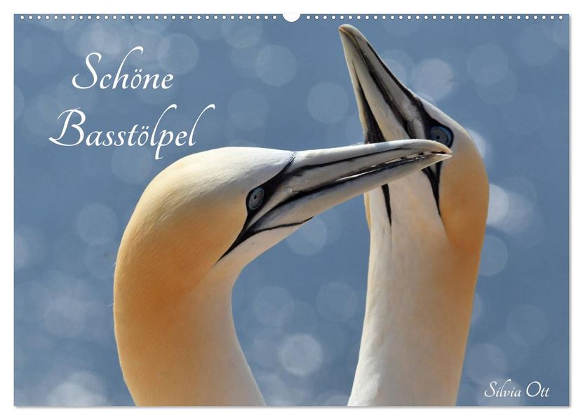 Schöne Basstölpel (Wandkalender 2027 DIN A2 quer) CALVENDO Monatskalender