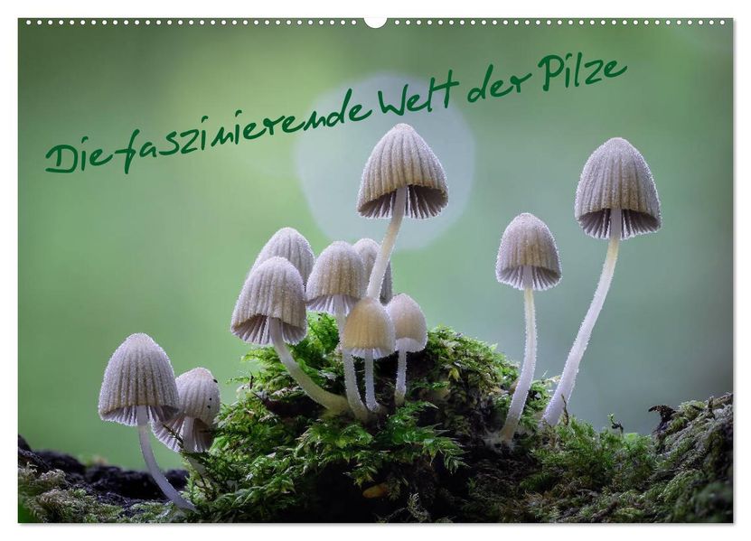 Die faszinierende Welt der Pilze (Wandkalender 2027 DIN A2 quer) CALVENDO Monatskalender