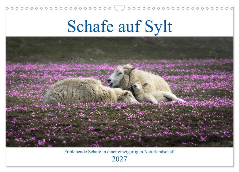 Schafe auf Sylt (Wandkalender 2027 DIN A3 quer) CALVENDO Monatskalender