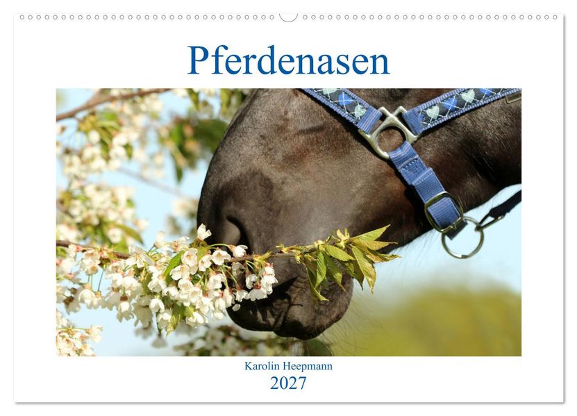 Pferdenasen (Wandkalender 2027 DIN A2 quer) CALVENDO Monatskalender