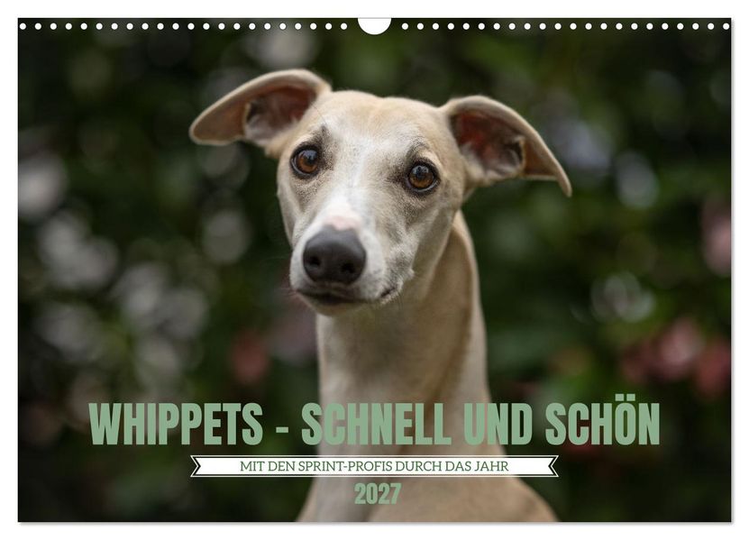 WHIPPETS - SCHNELL UND SCHÖN (Wandkalender 2027 DIN A3 quer) CALVENDO Monatskalender