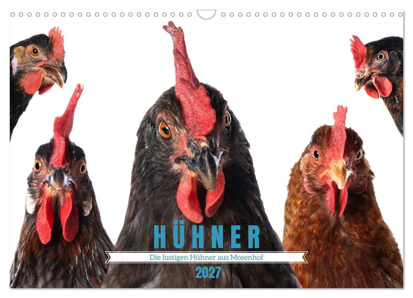 Die lustigen Hühner aus Mosenhof (Wandkalender 2027 DIN A3 quer) CALVENDO Monatskalender