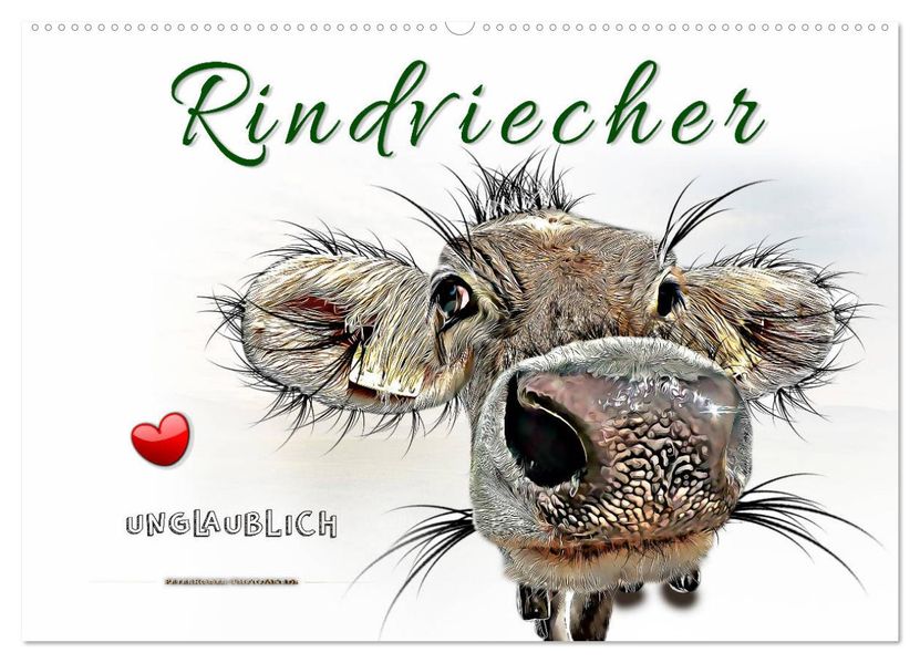 Rindviecher unglaublich (Wandkalender 2027 DIN A2 quer) CALVENDO Monatskalender