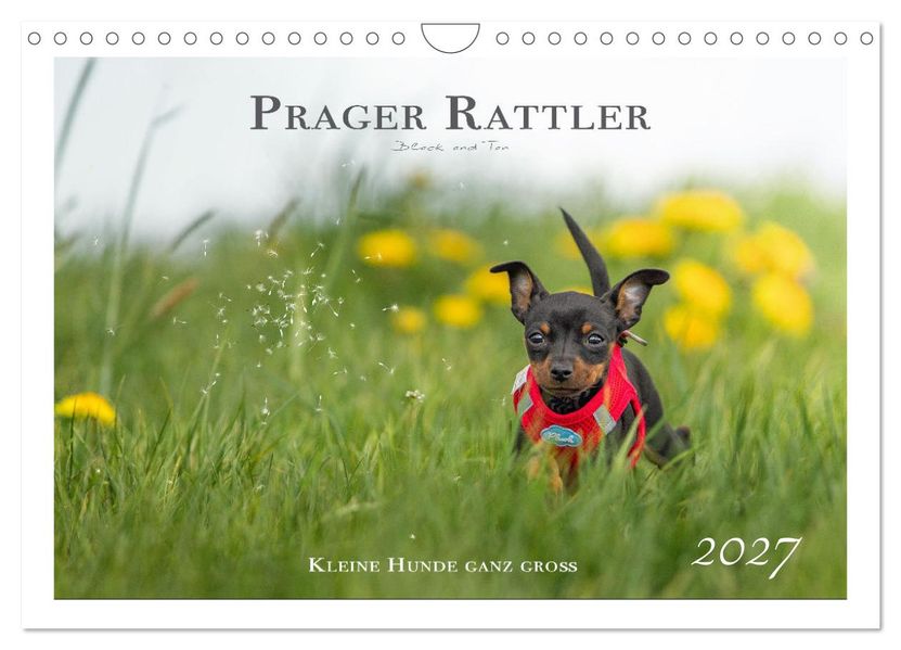 Prager Rattler - Black and Tan - Kleine Hunde ganz groß (Wandkalender 2027 DIN A4 quer) CALVENDO Monatskalender