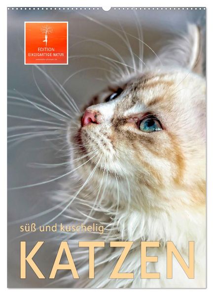 Katzen - süß und kuschelig (Wandkalender 2027 DIN A2 hoch) CALVENDO Monatskalender