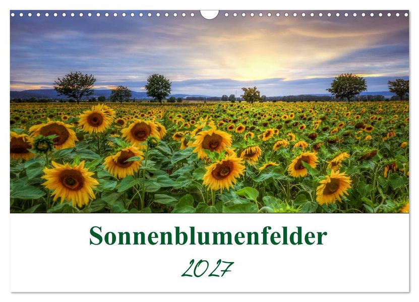 Sonnenblumenfelder (Wandkalender 2027 DIN A3 quer) CALVENDO Monatskalender