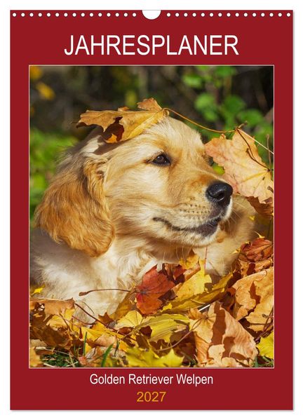Jahresplaner Golden Retriever Welpen (Wandkalender 2027 DIN A3 hoch) CALVENDO Monatskalender