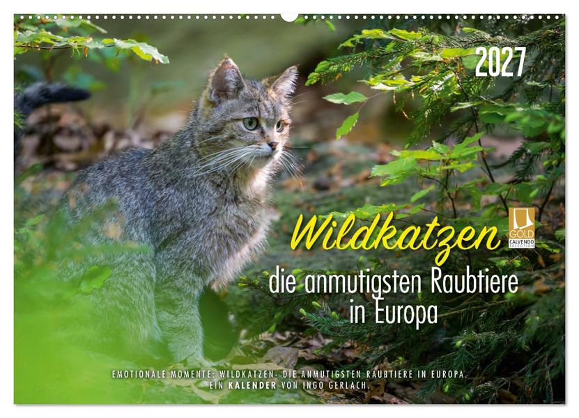 Wildkatzen - die anmutigsten Raubiere in Europa. (Wandkalender 2027 DIN A2 quer) CALVENDO Monatskalender