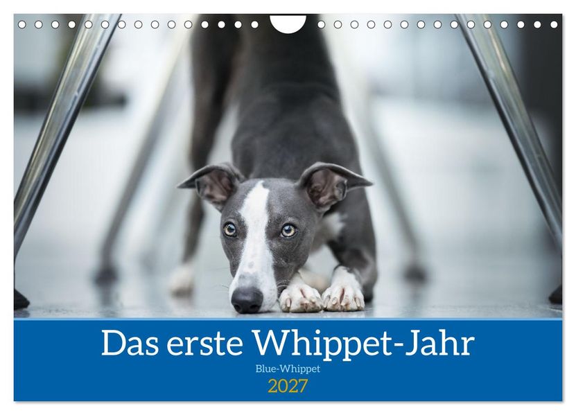 Das erste Whippet-Jahr (Wandkalender 2027 DIN A4 quer) CALVENDO Monatskalender