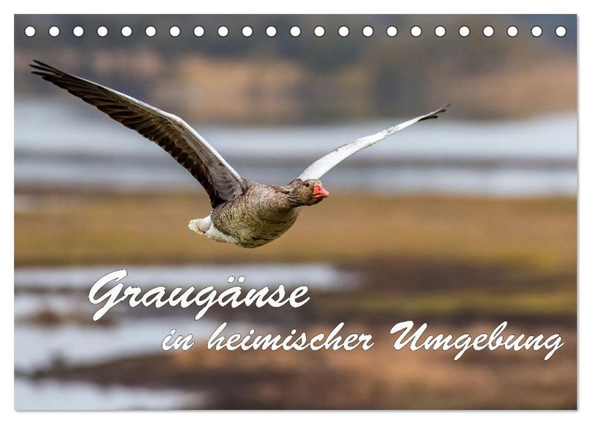 Graugänse in heimischer Umgebung (Tischkalender 2027 DIN A5 quer) CALVENDO Monatskalender