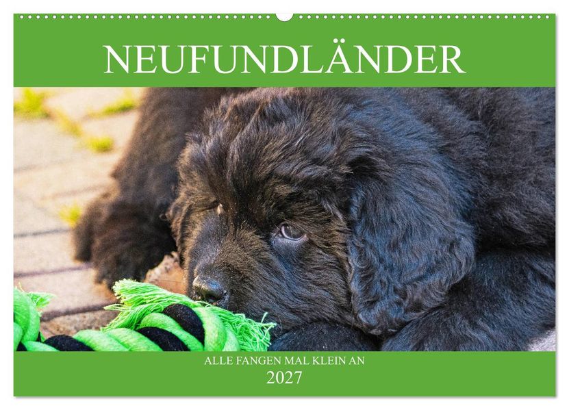 Neufundländer - Alle fangen mal klein an (Wandkalender 2027 DIN A2 quer) CALVENDO Monatskalender