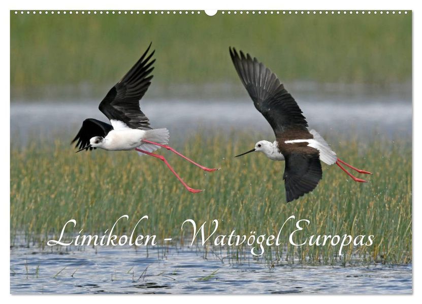 Limikolen - Watvögel Europas (Wandkalender 2027 DIN A2 quer) CALVENDO Monatskalender