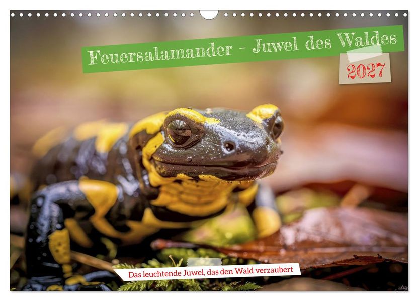 Feuersalamander - Juwel des Waldes (Wandkalender 2027 DIN A3 quer) CALVENDO Monatskalender