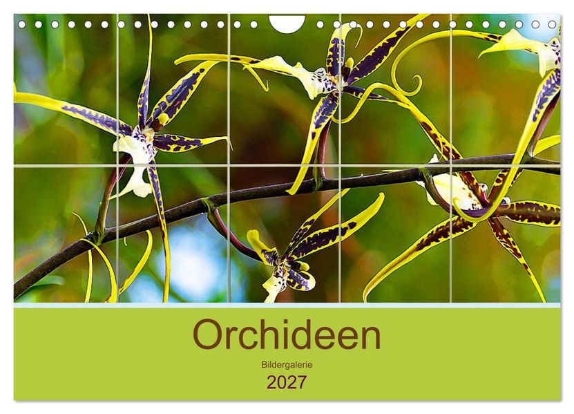 Orchideen Bildergalerie (Wandkalender 2027 DIN A4 quer) CALVENDO Monatskalender