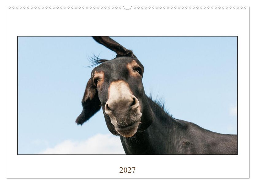 Esel Lebensfreude - Spaß mit Langohren (Wandkalender 2027 DIN A2 quer) CALVENDO Monatskalender
