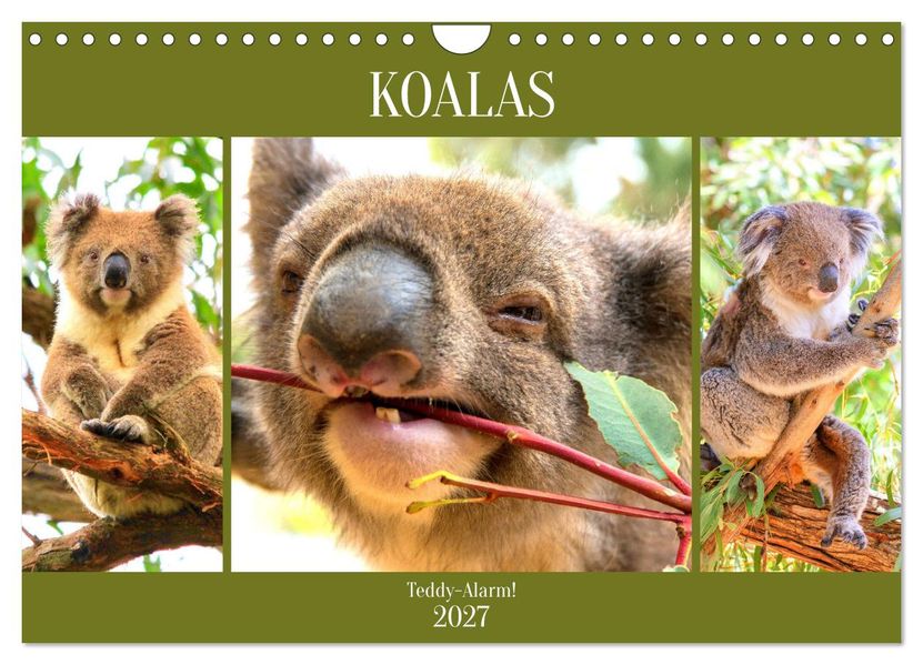 Koalas. Teddy-Alarm! (Wandkalender 2027 DIN A4 quer) CALVENDO Monatskalender
