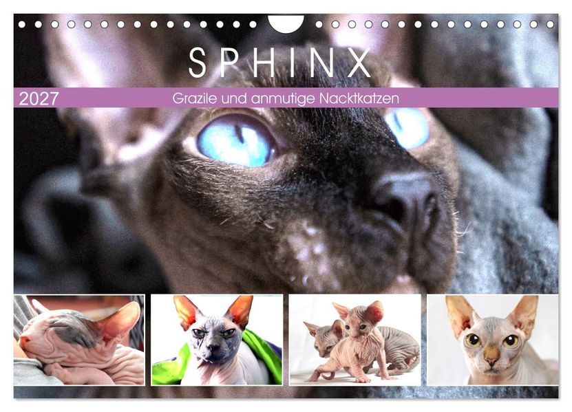 Sphinx. Grazile und anmutige Nacktkatzen (Wandkalender 2027 DIN A4 quer) CALVENDO Monatskalender