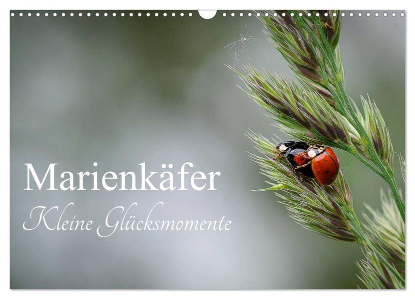 Marienkäfer - kleine Glücksmomente (Wandkalender 2027 DIN A3 quer) CALVENDO Monatskalender