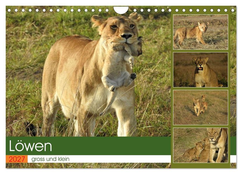 Löwen - gross und klein (Wandkalender 2027 DIN A4 quer) CALVENDO Monatskalender